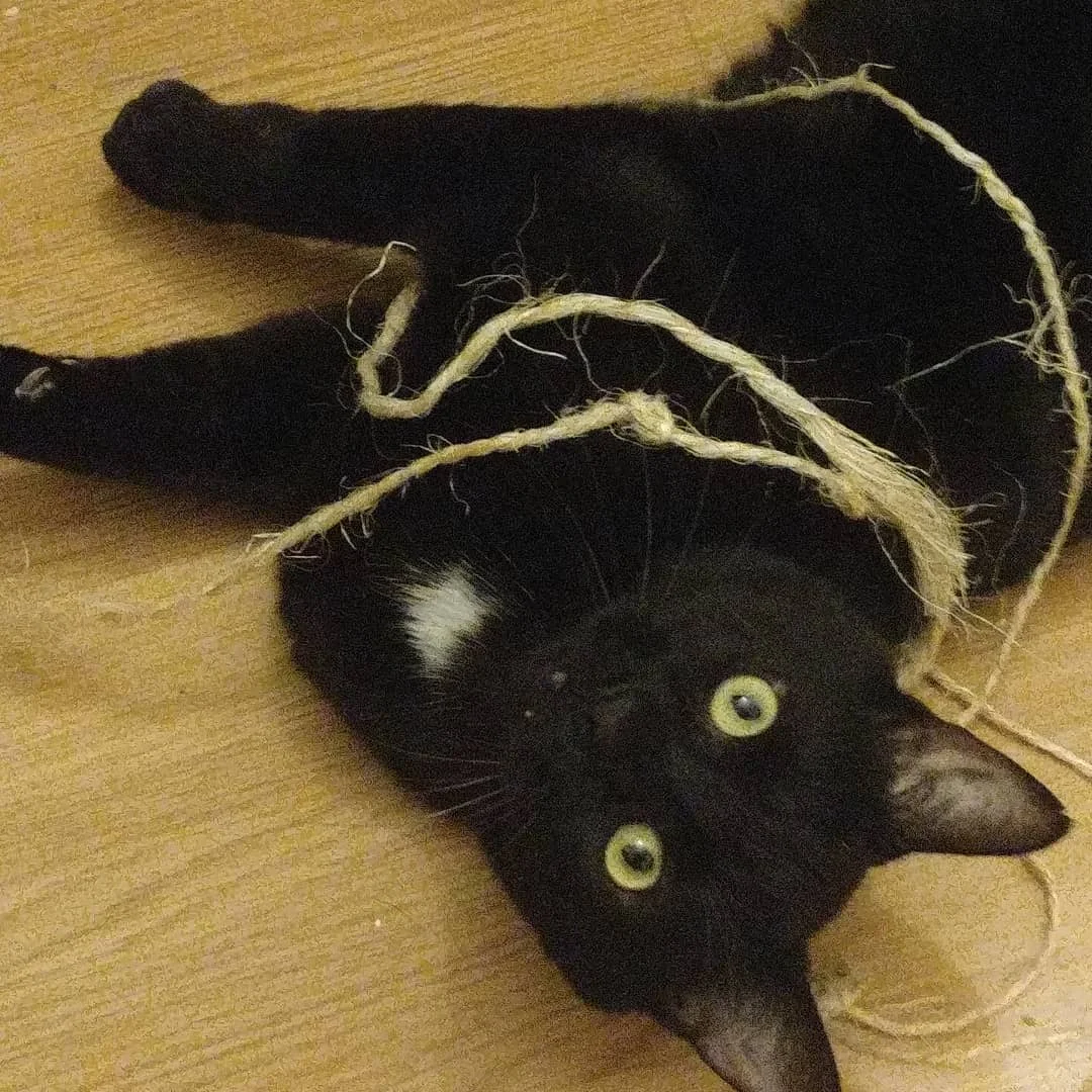 Arken tangled in string